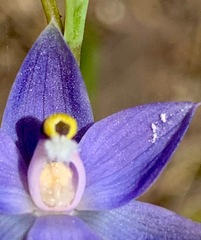 Thelymitra peniculata