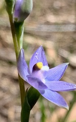 Thelymitra peniculata