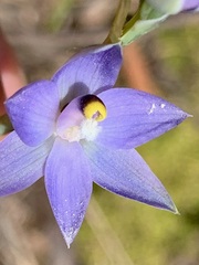 Thelymitra peniculata
