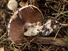 Agaricus