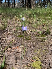 Thelymitra peniculata