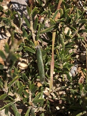 Acacia bynoeana
