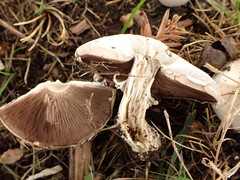 Agaricus