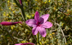Watsonia strictiflora