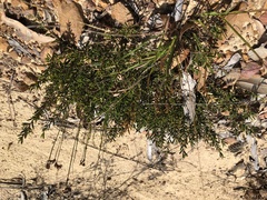 Acacia bynoeana
