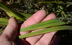 Watsonia strictiflora