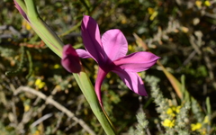 Watsonia strictiflora