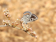 Euphilotes enoptes dammersi