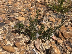 Acacia bynoeana