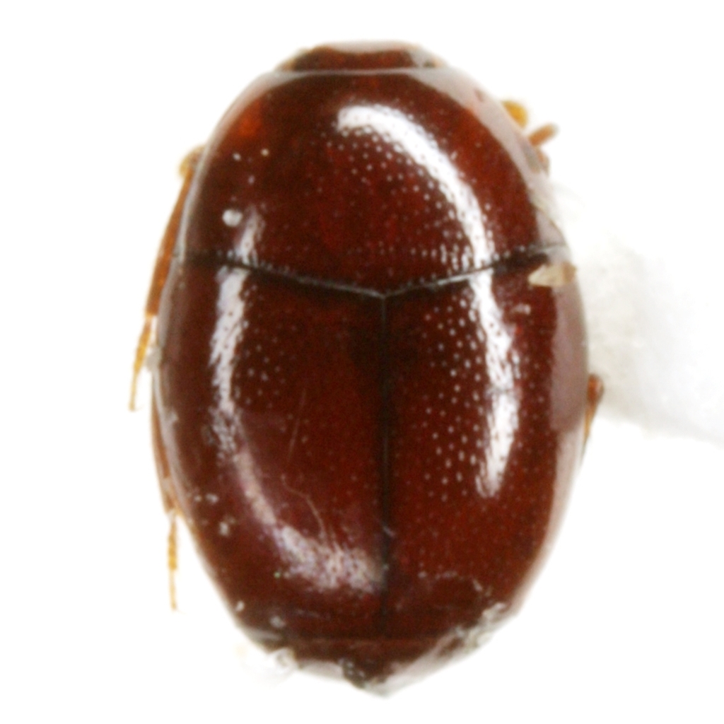 Aeletes floridae
