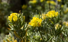 Aspalathus linearifolia