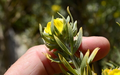 Aspalathus linearifolia