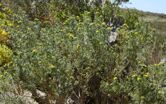 Aspalathus linearifolia
