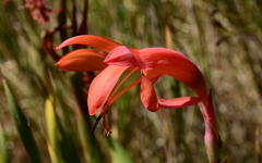 Watsonia spectabilis