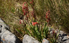Watsonia spectabilis