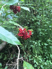 Solanum giganteum