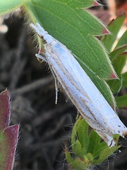 Crambus whitmerellus