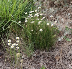 Brachyscome paludicola