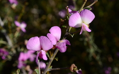 Podalyria microphylla
