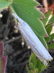 Crambus whitmerellus