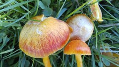 Hygrocybe constrictospora