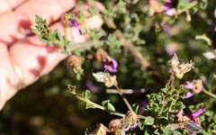 Podalyria microphylla