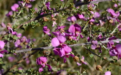 Podalyria microphylla