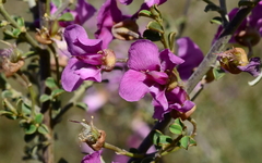 Podalyria microphylla