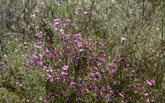Podalyria microphylla