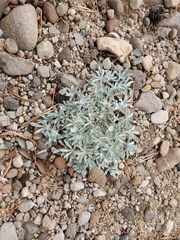 Lupinus subvexus
