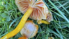 Hygrocybe constrictospora