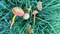 Hygrocybe constrictospora