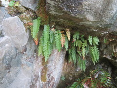 Polypodium amorphum