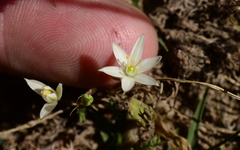 Ornithogalum schlechterianum