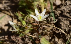 Ornithogalum schlechterianum