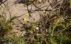 Ornithogalum schlechterianum