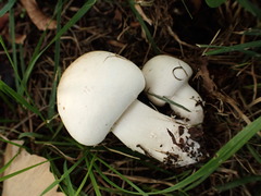 Agaricaceae