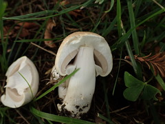 Agaricaceae