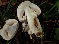 Agaricaceae