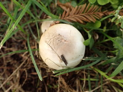 Agaricaceae