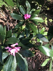 Rhododendron