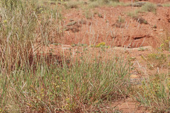 Bothriochloa torreyana