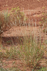 Bothriochloa torreyana