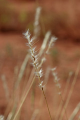 Bothriochloa torreyana