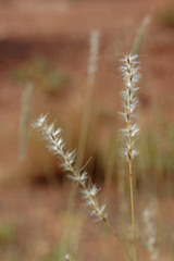 Bothriochloa torreyana