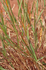 Bothriochloa torreyana