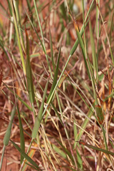 Bothriochloa torreyana