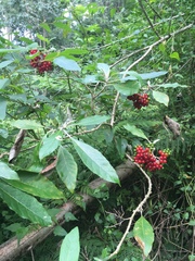 Solanum giganteum