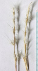 Bothriochloa torreyana