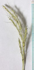 Bothriochloa torreyana